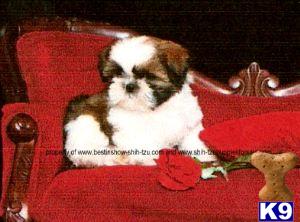 Shih Tzu Puppies for Sale